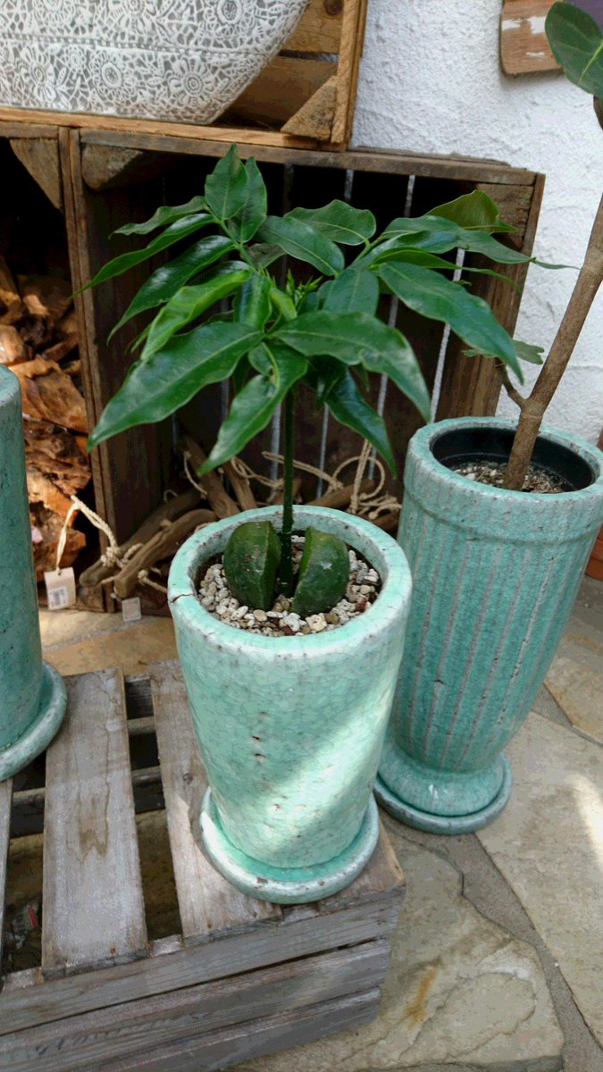 ジョイフル本田 ガーデンセンター ガーデンセンター富里店 暑い夏には観葉植物でお部屋に癒しの空間を楽しみませんか グリーンの鉢に植えればよりスタイリッシュになりますよ 観葉