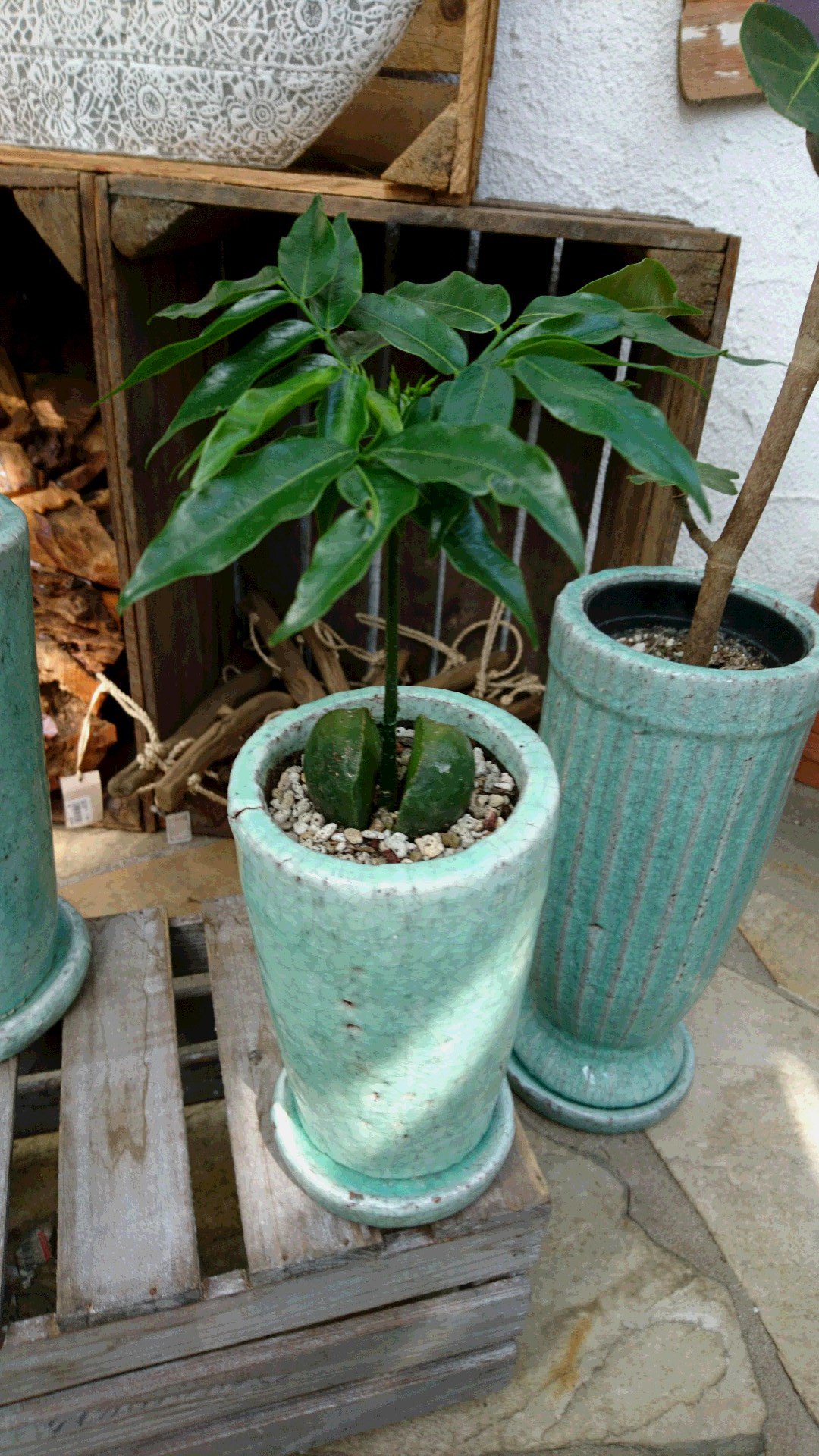ジョイフル本田 ガーデンセンター ガーデンセンター富里店 暑い夏には観葉植物でお部屋に癒しの空間を楽しみませんか グリーンの鉢に植えればよりスタイリッシュになりますよ 観葉 ジョイフル本田 ガーデンセンター ガーデンセンター富里店 暑い夏には観葉植物でお部屋に癒しの空間を楽しみませんか グリーンの鉢に植えればよりスタイリッシュになりますよ 観葉