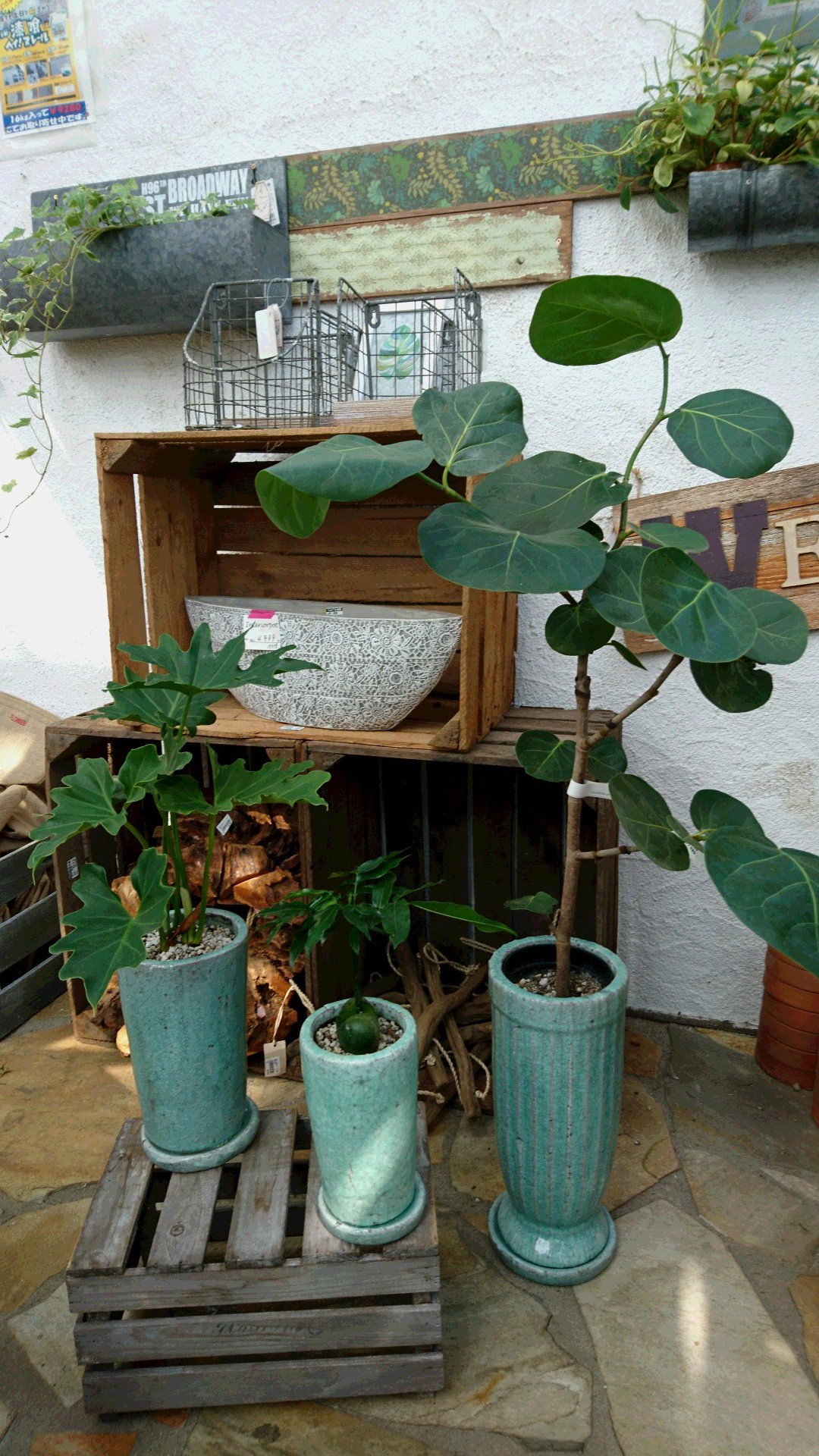 ジョイフル本田 ガーデンセンター ガーデンセンター富里店 暑い夏には観葉植物でお部屋に癒しの空間を楽しみませんか グリーンの鉢に植えればよりスタイリッシュになりますよ 観葉