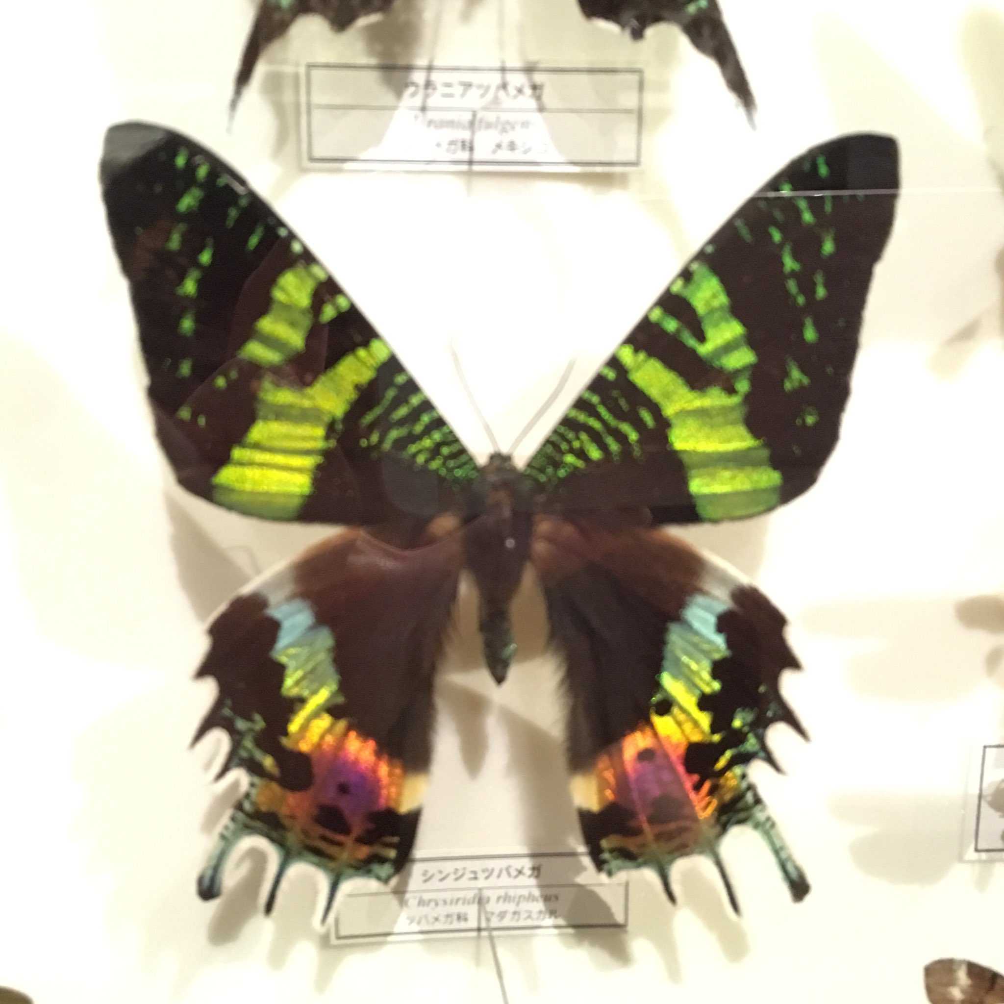 ライアンヌ 蛾をみて 気持ち悪い と騒いだ子供がいたんだけど お母さんが即 そんなことを言わない って叱っててグッときた 続いて 蝶と蛾の違いはほとんどない話をしてて お母さんのファンになった ココも妖艶な蛾がいっぱいいました 写真