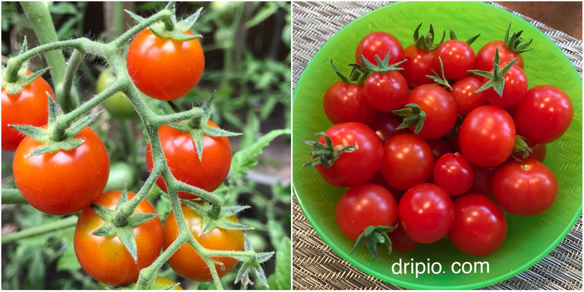 smartdripio's tweet photo. The sweet 100’s turned out to be mega sweet this year!🍅They are being regularly watered by our smart drip irrigation controller💦 Visit us at https://t.co/6wmouAJeuM to learn about our product.
#gardening #smartwatering #dripirrigation #dripio #smarthome #pdx #organicgrowing https://t.co/ZkEP1hdROm