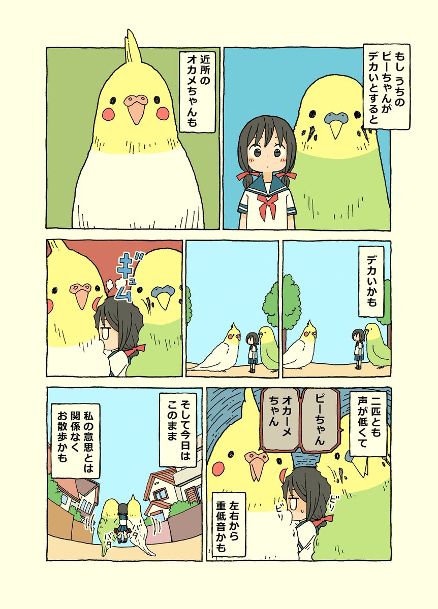 たまに遊びに来る
オカメちゃん 