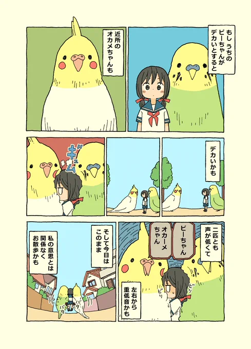 たまに遊びに来る
オカメちゃん 