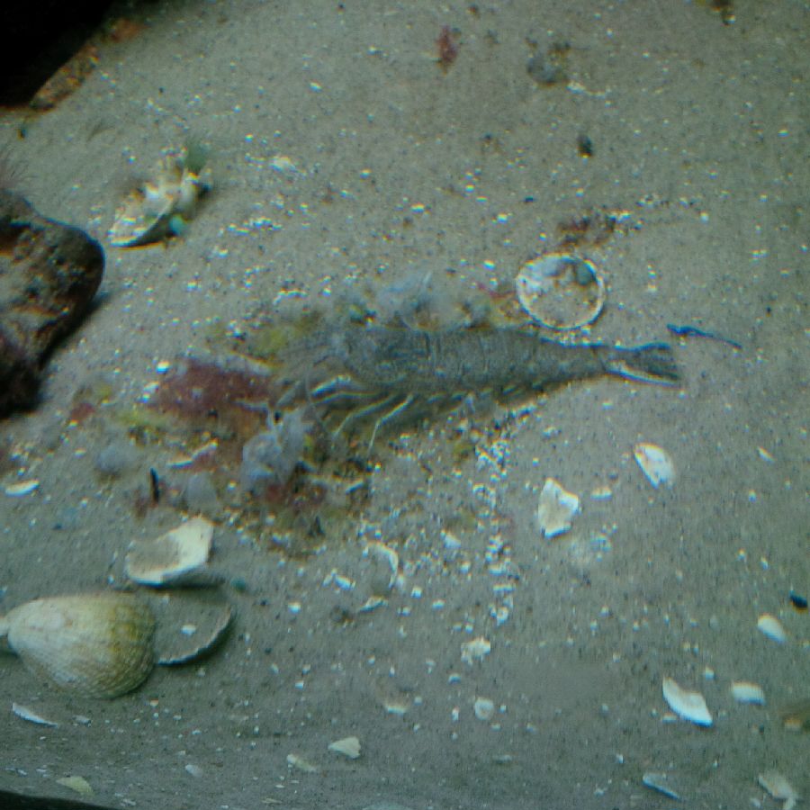 Ocean_Whisperer's tweet photo. Stephans #Meeresrätsel: #Garnelen aus #Nordsee und #Wattenmeer (= #Krabben, #Porren, Purren, Granat) werden, wie andere Krebstiere auch, beim Kochen bzw. Erhitzen rot. Wie kommt das? https://t.co/qYrGmnejGr