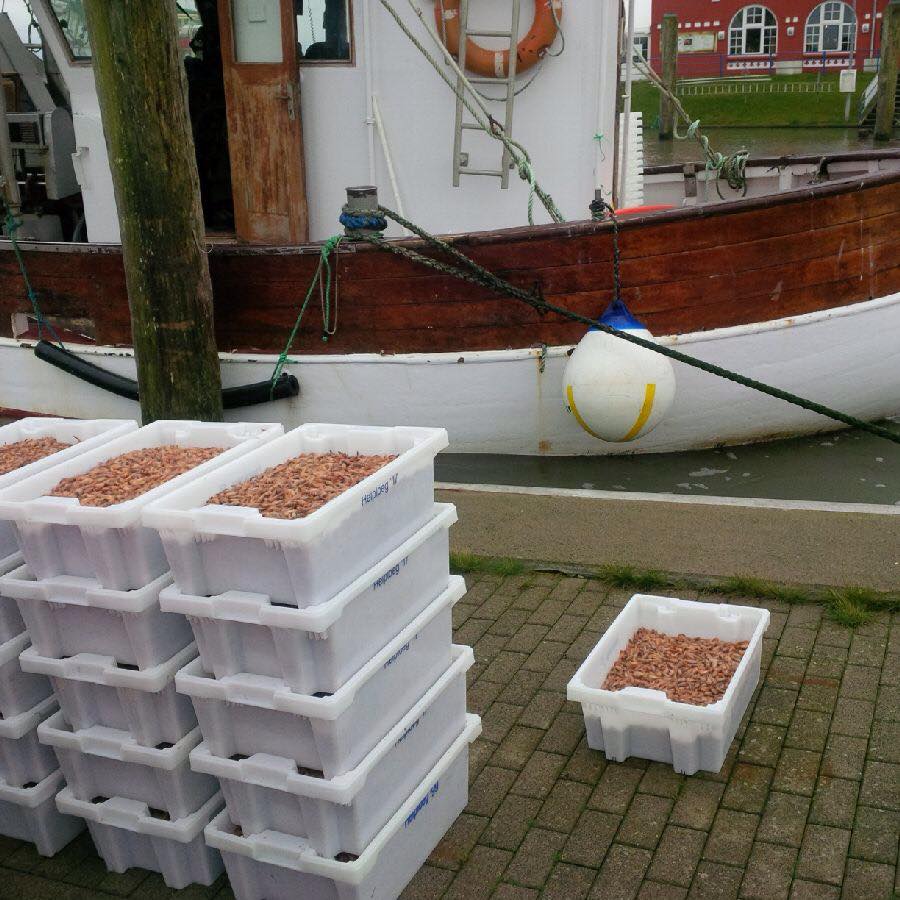 Ocean_Whisperer's tweet photo. Stephans #Meeresrätsel: #Garnelen aus #Nordsee und #Wattenmeer (= #Krabben, #Porren, Purren, Granat) werden, wie andere Krebstiere auch, beim Kochen bzw. Erhitzen rot. Wie kommt das? https://t.co/qYrGmnejGr