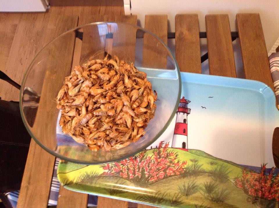 Ocean_Whisperer's tweet photo. Stephans #Meeresrätsel: #Garnelen aus #Nordsee und #Wattenmeer (= #Krabben, #Porren, Purren, Granat) werden, wie andere Krebstiere auch, beim Kochen bzw. Erhitzen rot. Wie kommt das? https://t.co/qYrGmnejGr