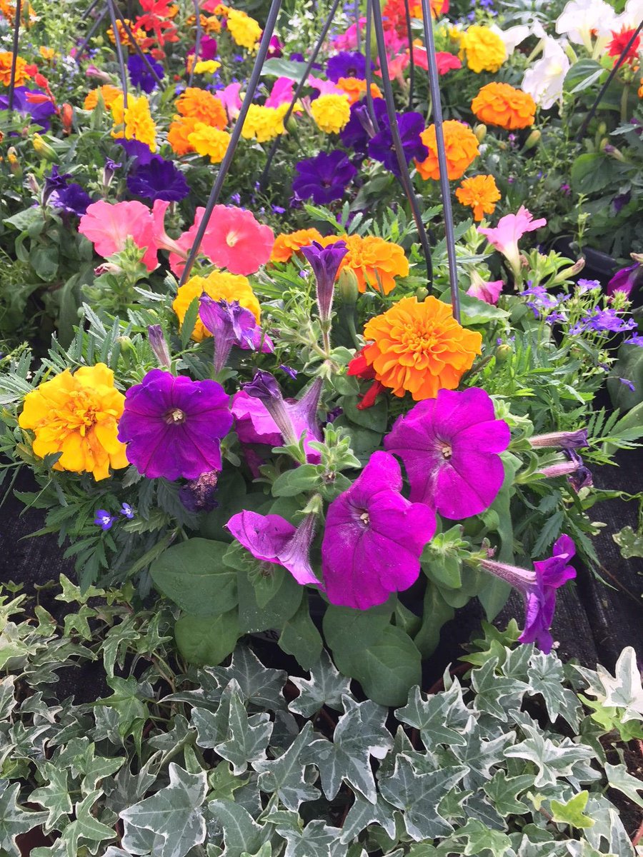 We hope your #weekend is as bright and cheery as our hanging baskets 🌺 #plants #gardening
