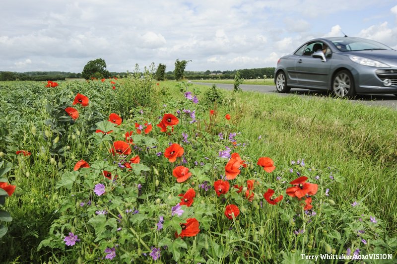 WildlifeTrusts's tweet image. Roadside verges are home to some of the last of Britain&apos;s disappearing wildlife. We need to protect them! 🌸🌼🌱🌼