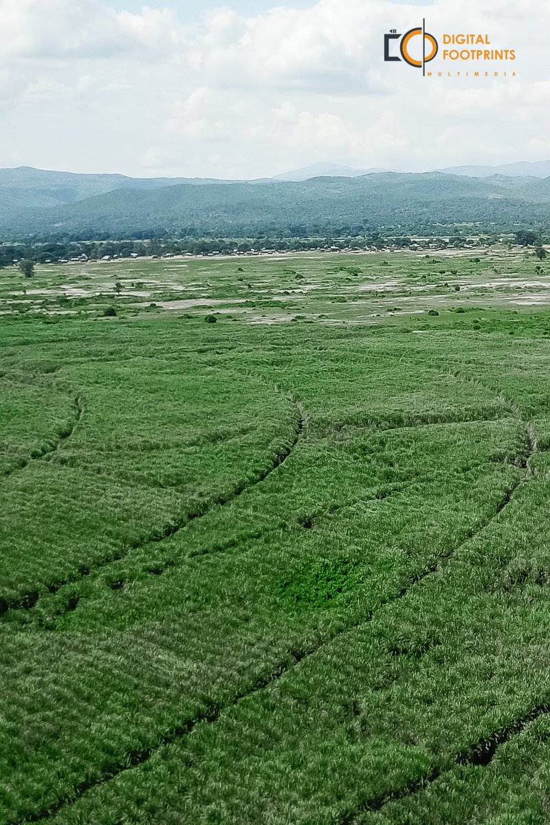 FootprintsMw's tweet photo. Case study footprints #LTSAfricanLtd #LTSInternational #LTSMchitukoko #Chikwawa #Photography #Marvicpro #AerialPhotography https://t.co/gocycU6QCU