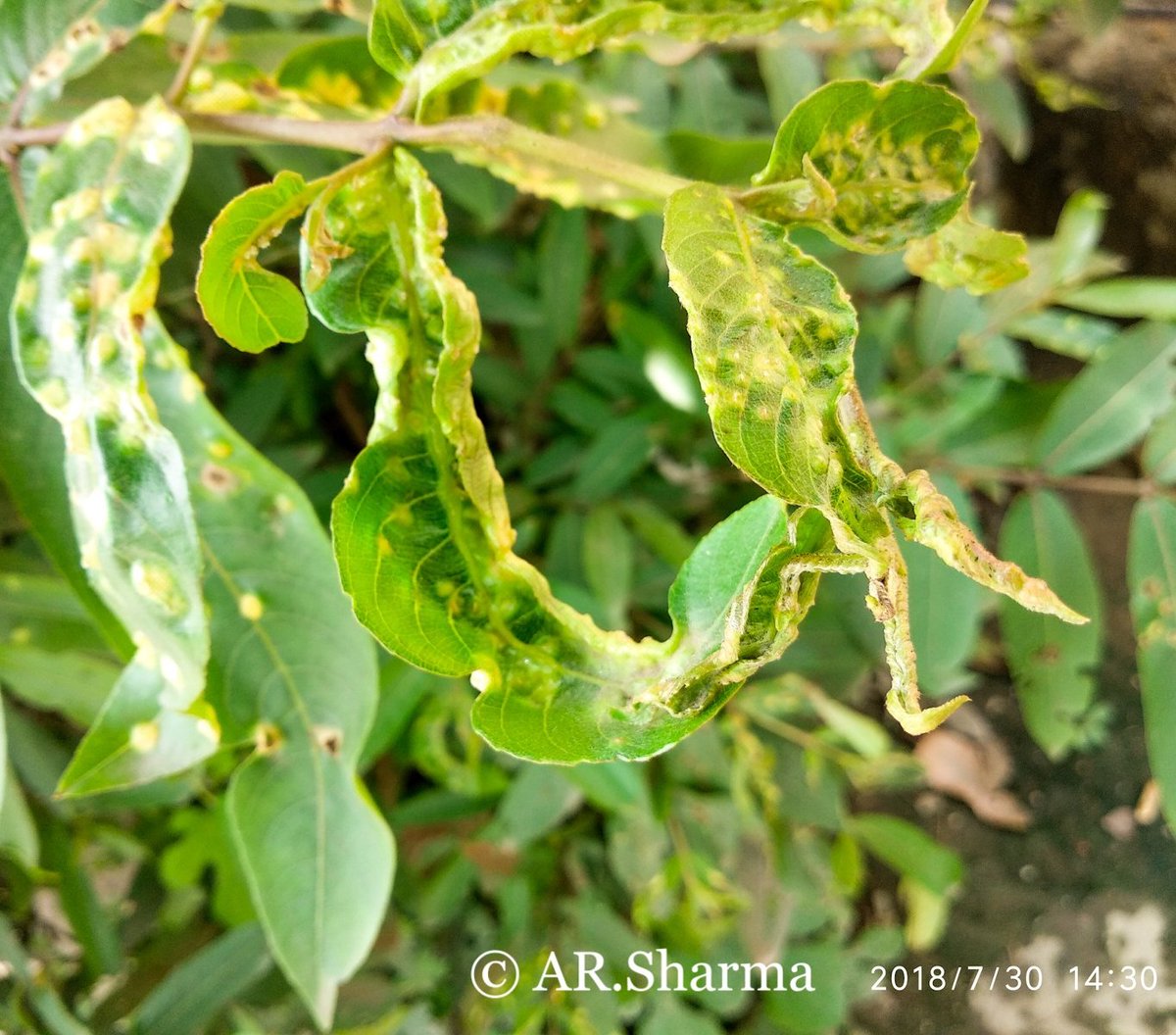 AR_sharmaa's tweet image. I captured a leaves 
#SaveNature
#LoveNature
#SaveEnvironment 
#photography , #photographer 
#photograph 
@AR_shrma  @Rajson_photo 
@lokishrma @KakuSaikia9 
@SudhirShivaram @jollivirat