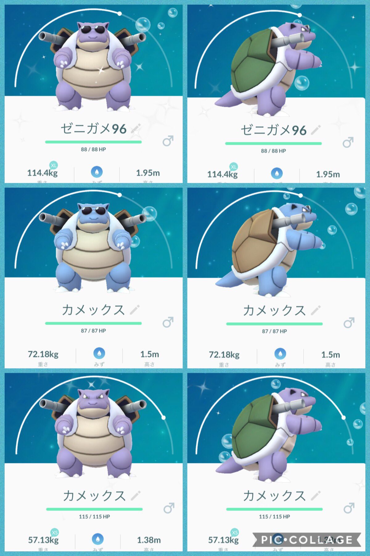 ゼニガメサングラス色違い Twitter Search Twitter