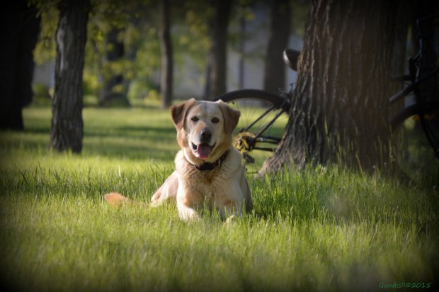 Avoid exercising dogs in the heat of the day- especially older pets and flat-faced breeds like pugs and French bulldogs. Unlike humans, dogs can't cool down quickly through sweating, making them vulnerable to overheating #petadvice #heatwaveuk ow.ly/9NQa30lfRS5