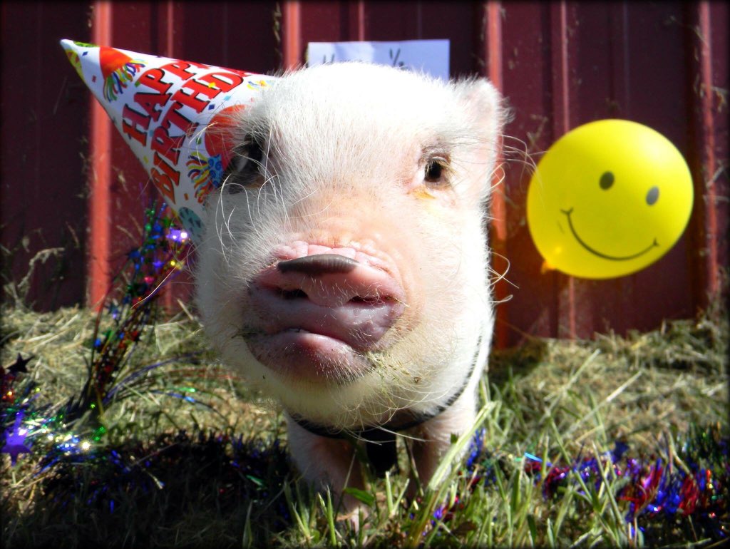 Hoera Hoera Hoera! Inwoners van Nederland... SPEKGLAD bestaat vier (four, quatre, τέσσερα, cuatro) jaar! Proost! Wil jij in de komende 4 jaar iets hips doen met online, video, foto of gewoon een goed gesprek. Neem dan even contact op -> spekglad.com/work #spekglad