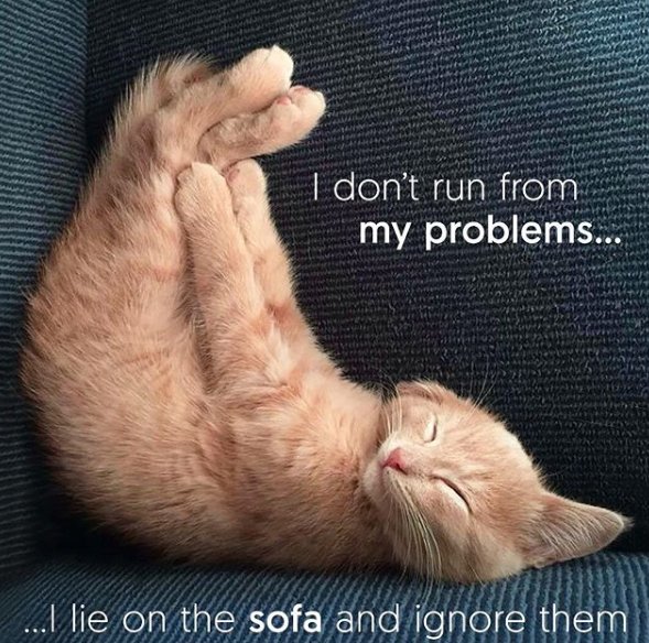 plum_mobile's tweet photo. Weekends are all about lying on the sofa, forgetting about life's little problems.😍
.
.
.
.#weekendgoals #relax #forgetyourproblems #chillout #weekend #weekendfunny #funnycat #relaxedcat #forgetaboutit #lifegoals #thatswhattheweekendisfor https://t.co/tCWOWszaVH