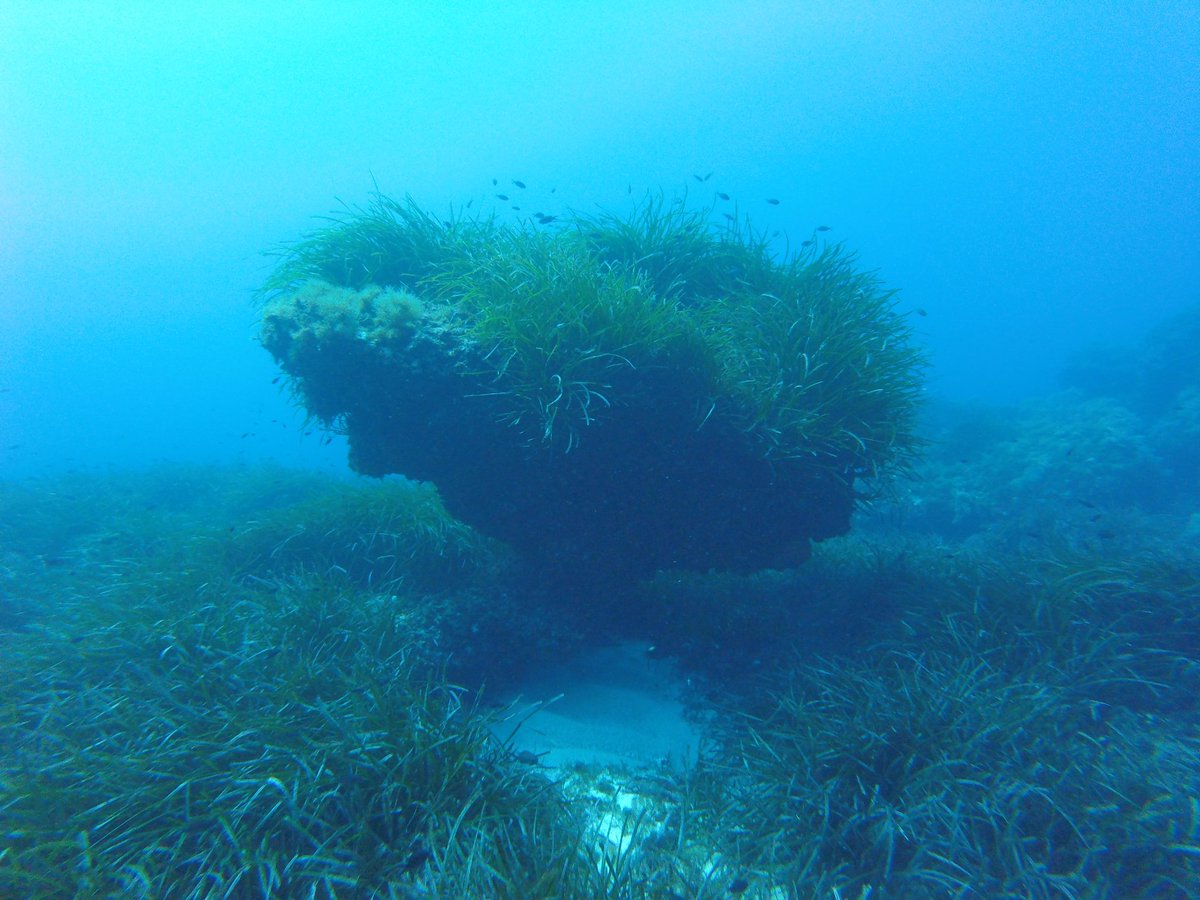 Guillemercal's tweet photo. Illa de l'Aire. Tresor submari amenaçat. Veurem aquesta legislatura la seva conversió en reserva marina? @Menorcalitoral @MenorcaBiosfera @binibeca_diving @SOSPosidonia @ https://t.co/gyKMISov4P