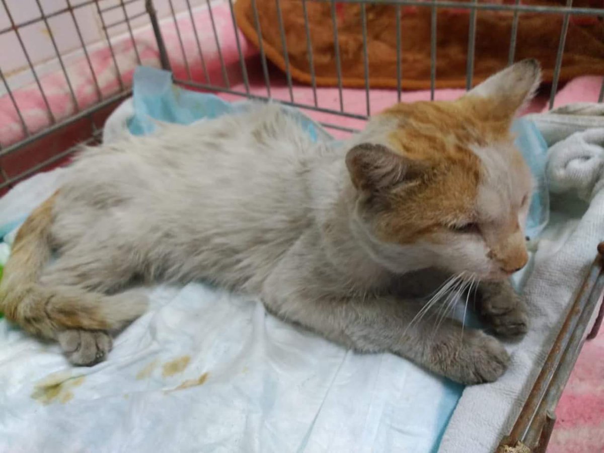 Estos dos gatos han aparecido juntos por la calle Antonio Machado, uno está muy malito, necesitamos acogida urgente para ellos. Están en Tarancón, Cuenca, contacto hogardepazanimales@gmail.com. o wasat al 615964586.