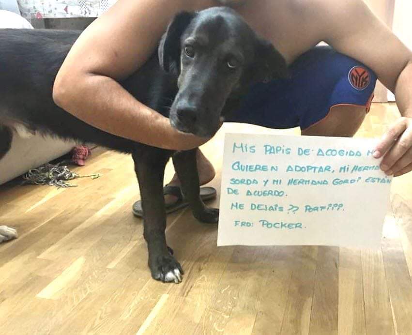 Y llega la buena gente y nos roban el corazón, y hoy más que nunca , nos quedamos sin palabras hacia ellos. 
Gracias de verdad por adoptar a Pocker♥️🐾