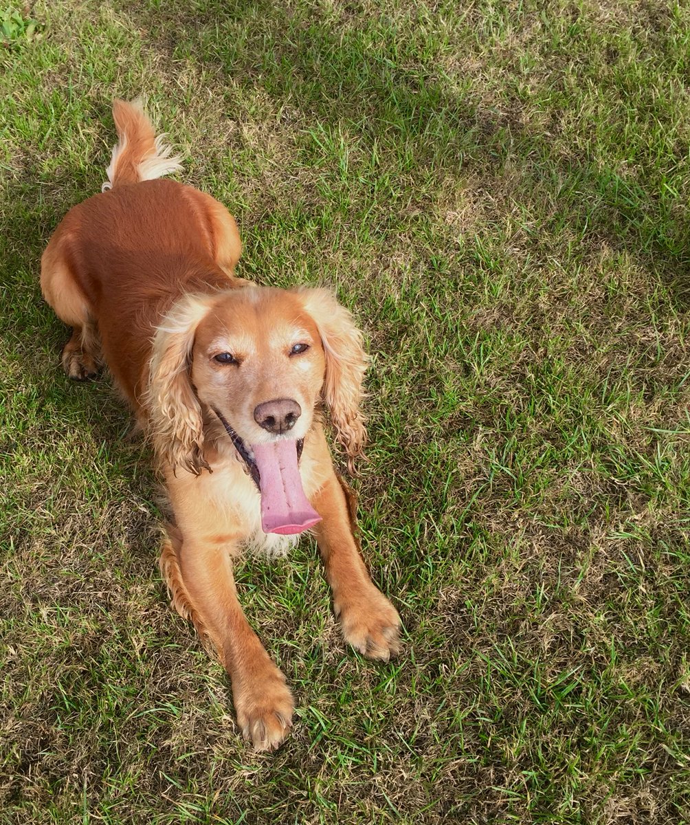 Our guest for the next week -Kenny #spaniel #cockerspaniel #dogsitting