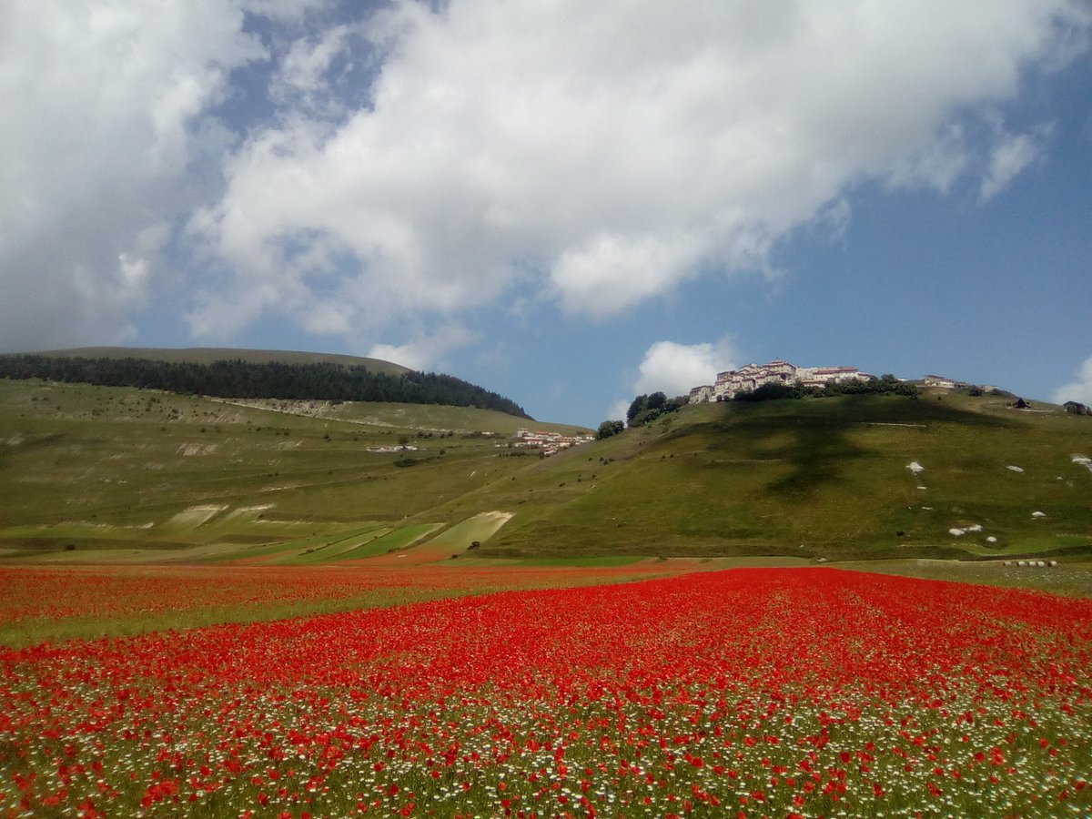 GREENtraces3A's tweet photo. Questa è la bellissima fioritura di #CastellucciodiNorcia, che tutti gli anni colora il Pian Grande. #scopriamolUmbria https://t.co/BqXCJJsJeh