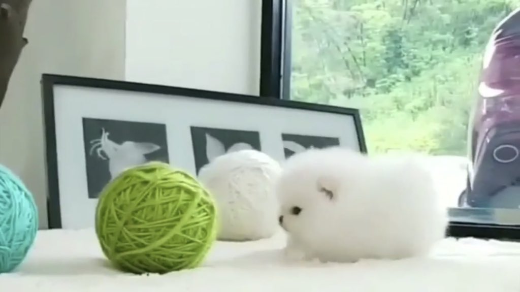 Bee____Happy's tweet image. Cute Dogs and Cats Doing Funny Things 2018 youtu.be/mwTD13WhHcE via @YouTube