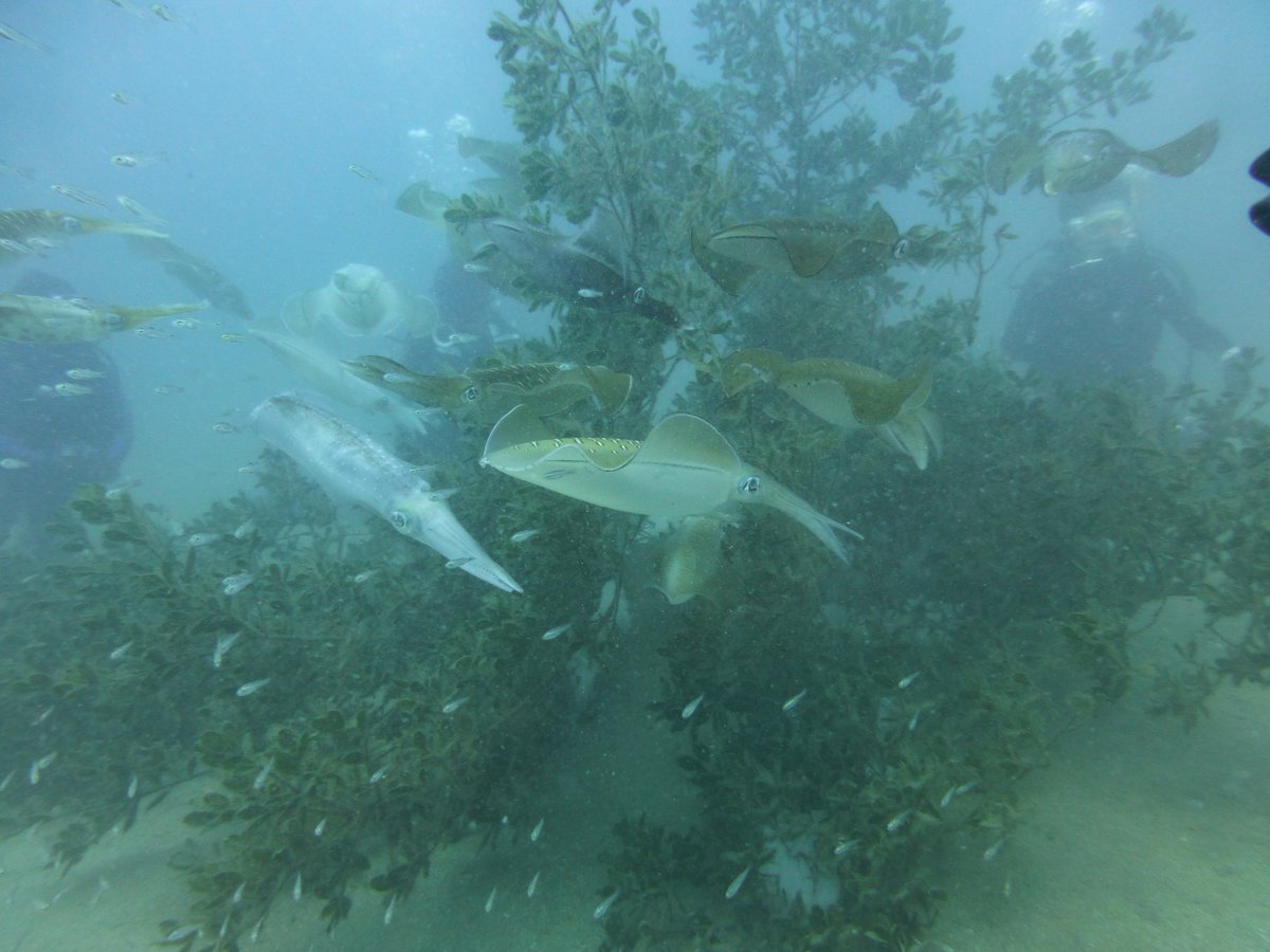 黄金崎ダイブセンター Duke山中 على تويتر ウミガメ ３日目 今日は暑すぎた 透明度も良いので 海の中がホントに快適 ３日連続ウミガメも登場しちゃってます アオリイカの産卵も絶好調ですよー 本日のログはこちら T Co 15nvnfwkxi