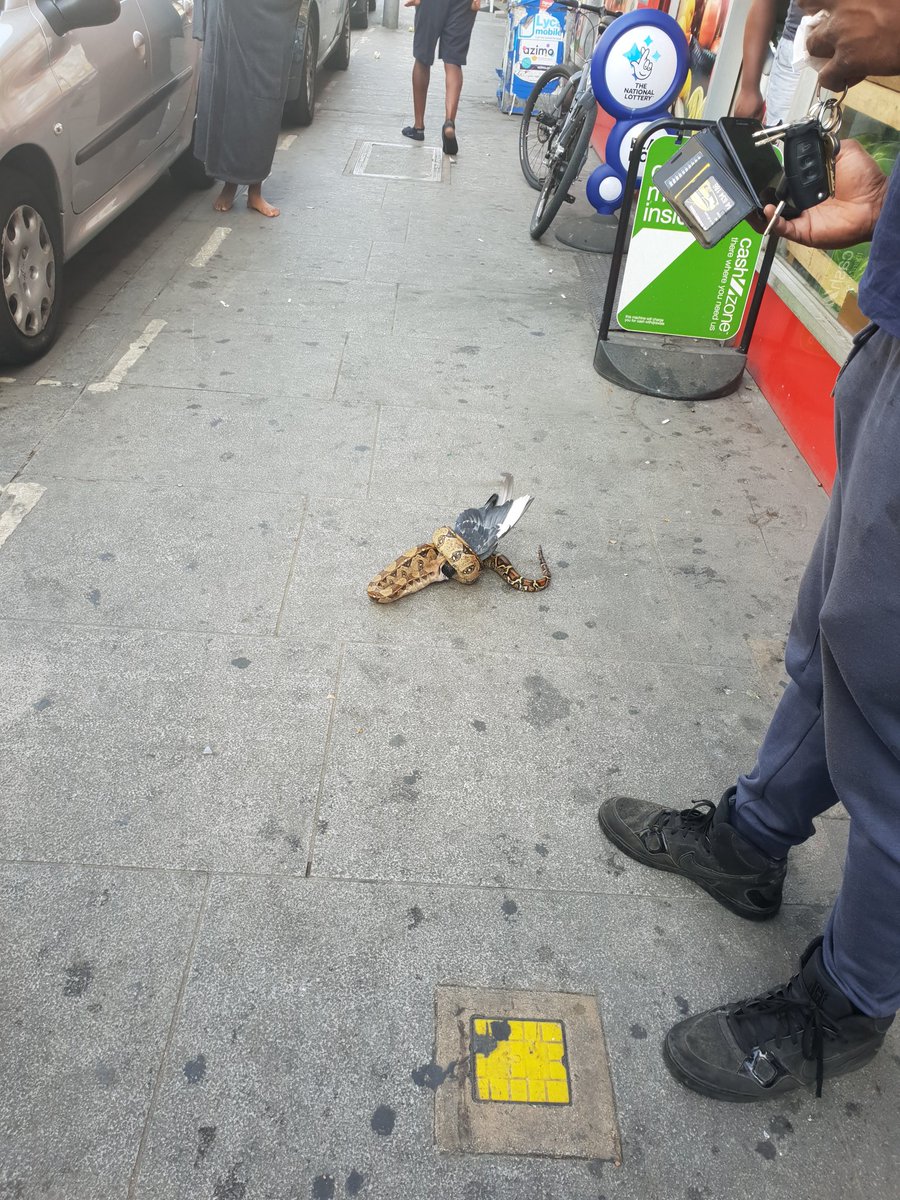 Just a python eating a pigeon on Leytonstone High Road #londonlife