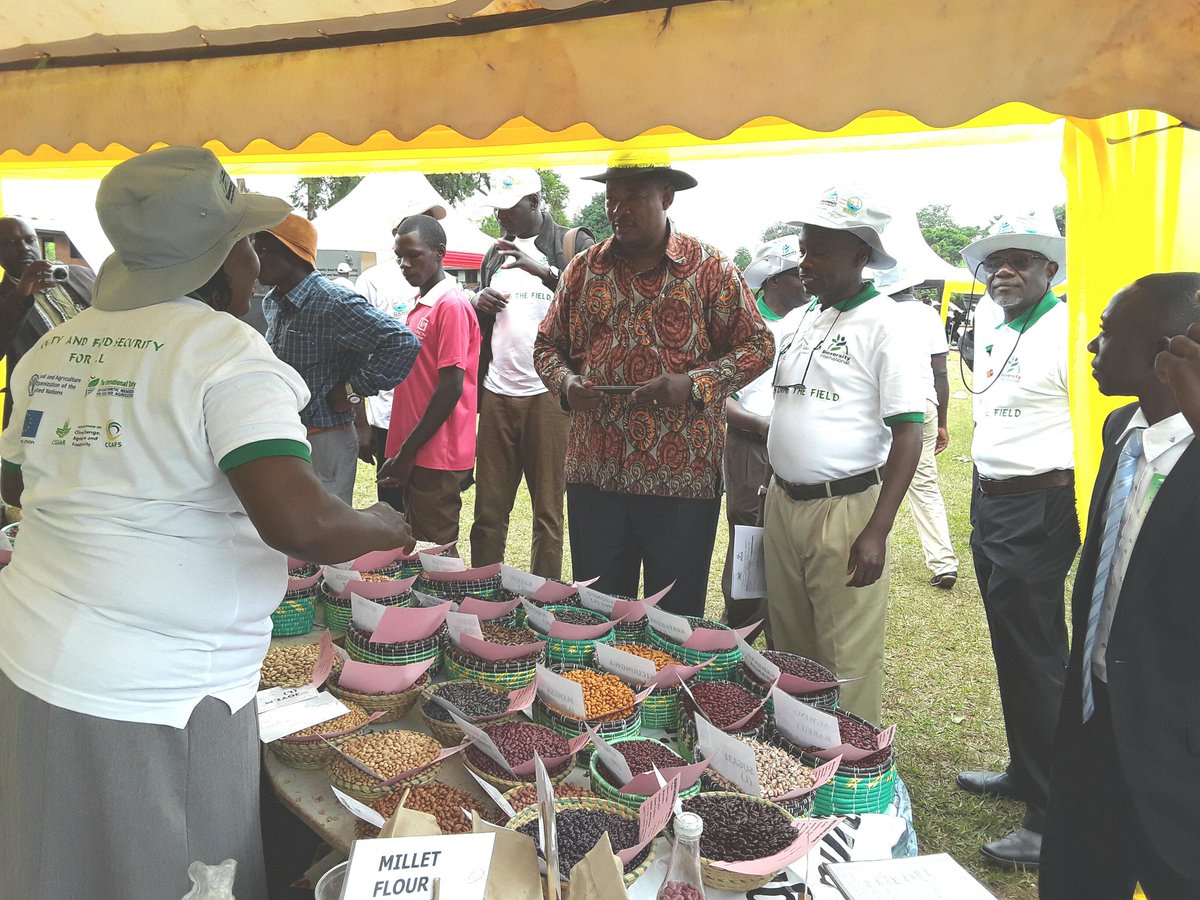 BulindiZ's tweet photo. Dr.Ambrose Agona DG @narouganda at  the National Seed Diversity Fair &amp; launch of Hoima Community Seed Bank @BulindiZ . We're expecting other guests to grace the event. @OWC_ug @MAAIF_Uganda @issd_uganda #Naro4Devpt @NARO_DG https://t.co/3MIADlyHt5