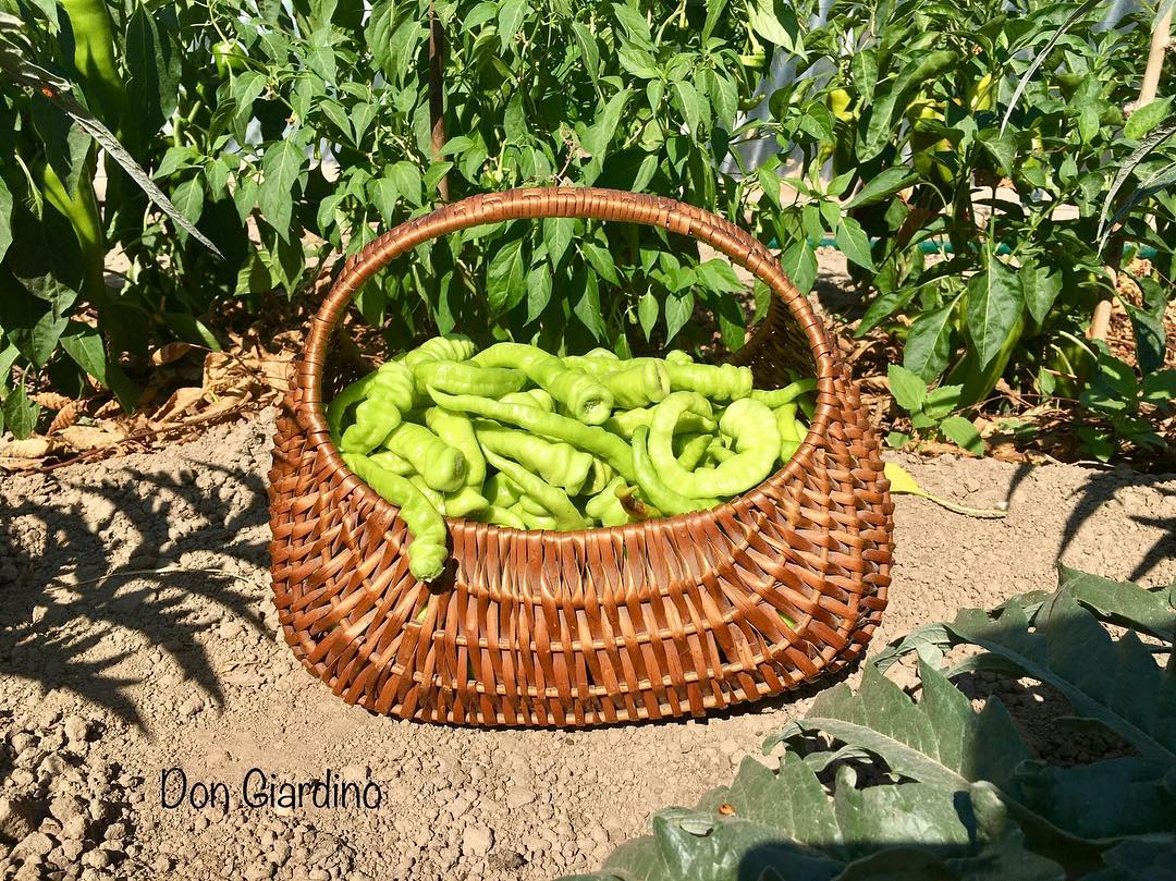 First harvest of the day, sweet green peppers, I’ll preserve them in saltwater today. . . . #harvestoftheday #greenpeppers #sweetpeppers #vegies #vegiefood #vegetarisch #vegetarianfood #vegan #fresh #healty #organicgardening #homegrown #sustainability… bit.ly/2vfED4g