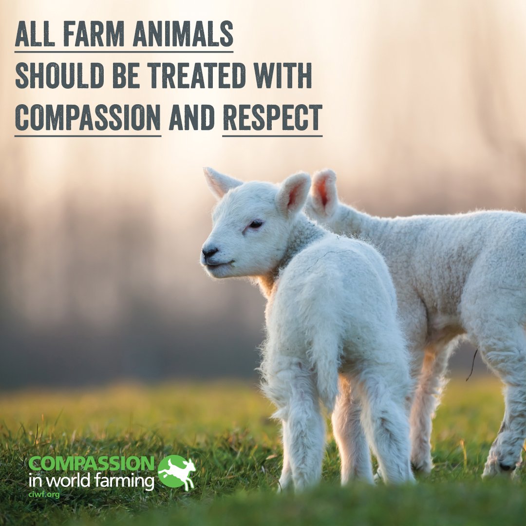 Our vision is a world where all farm animals are treated with compassion  and respect. 💚 Retweet if you agree! #LoveAllAnimals, image size:1080x1080