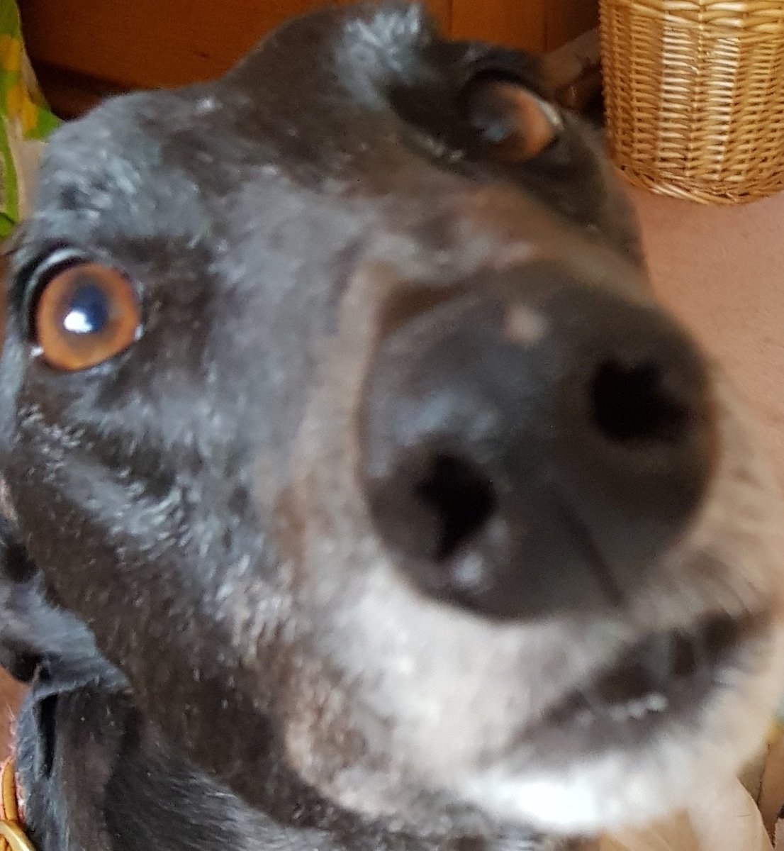 TipperandBob's tweet photo. Whodunnit, who murdered Bluey?? Was it Colonel Moe with the candlestick in the lounge, or Professor Mel with the lead pipe in the conservatory? #Bluedo https://t.co/JhgtbFRlMM