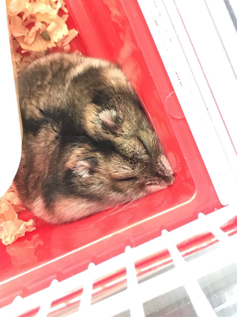 暑い夏をハムスターの面白い画像でのりきろう が可愛すぎて夏を乗り切れそう 可愛さと変顔満載のハムショット Togetter