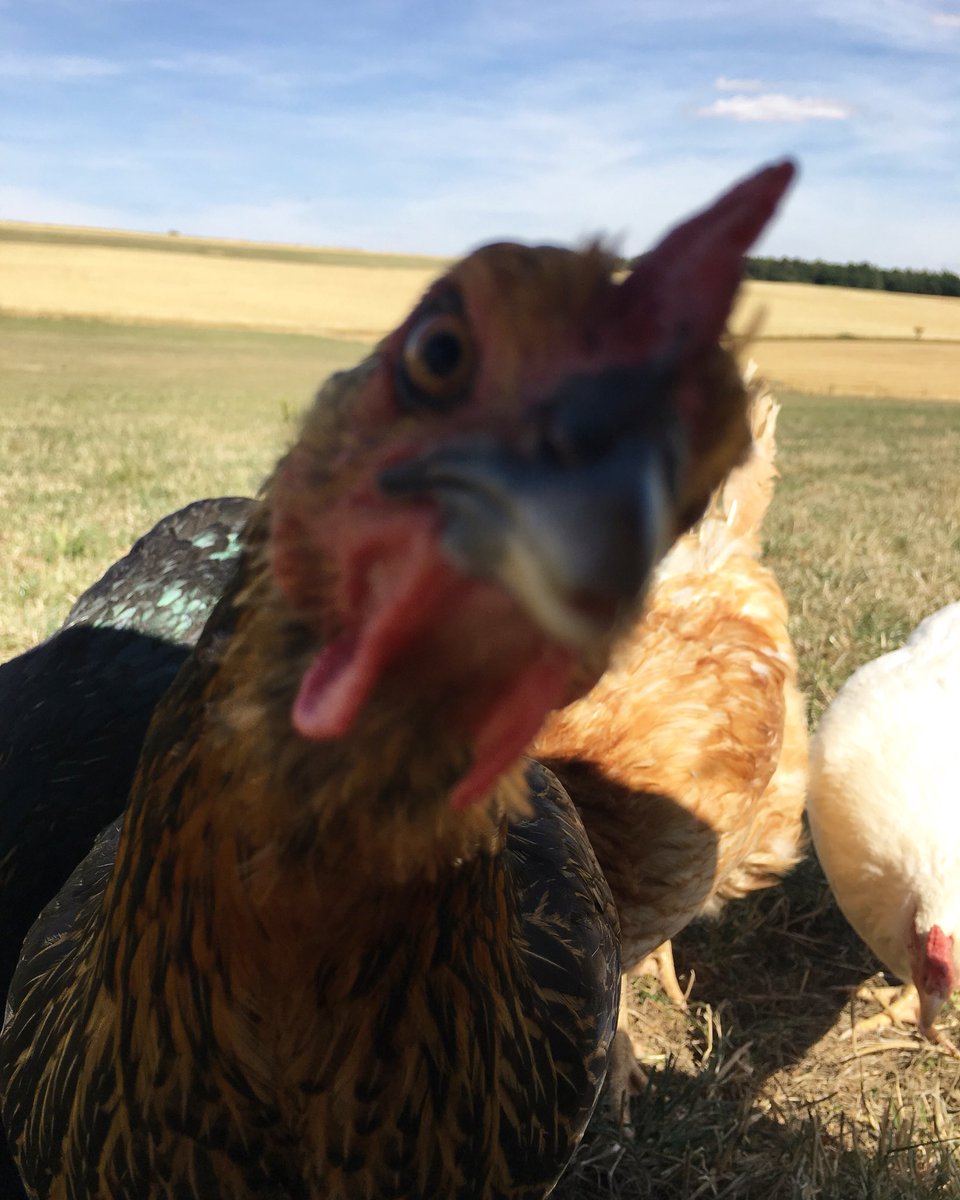 A cheeky chicken and a stunning view 😍☀️ #weekendsatSaddleback #cheekychickens #whataview #cluckcluck #heatwave #selfietime