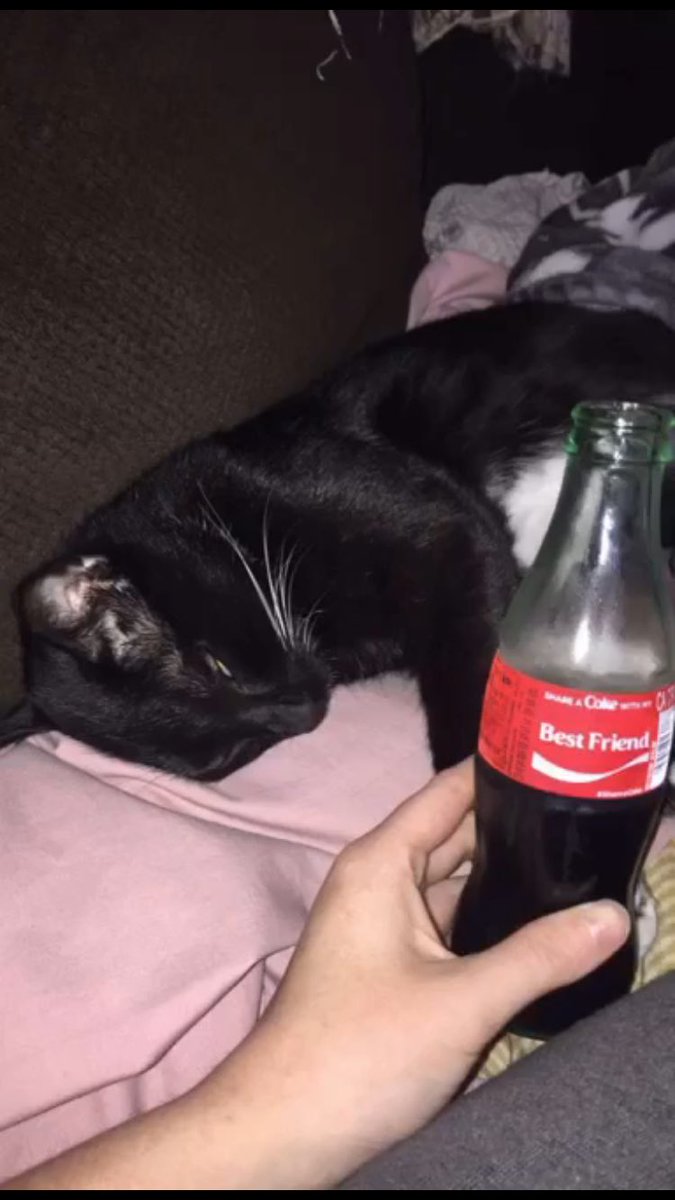 chloebrower24's tweet photo. A collection of my lil fur baby https://t.co/0TljBykusv