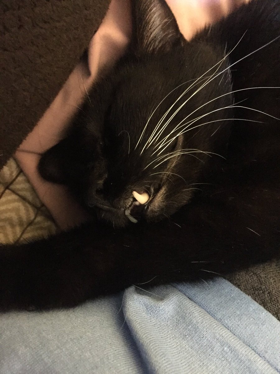 chloebrower24's tweet photo. A collection of my lil fur baby https://t.co/0TljBykusv
