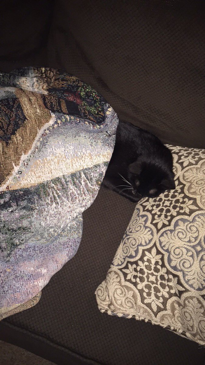 chloebrower24's tweet photo. A collection of my lil fur baby https://t.co/0TljBykusv