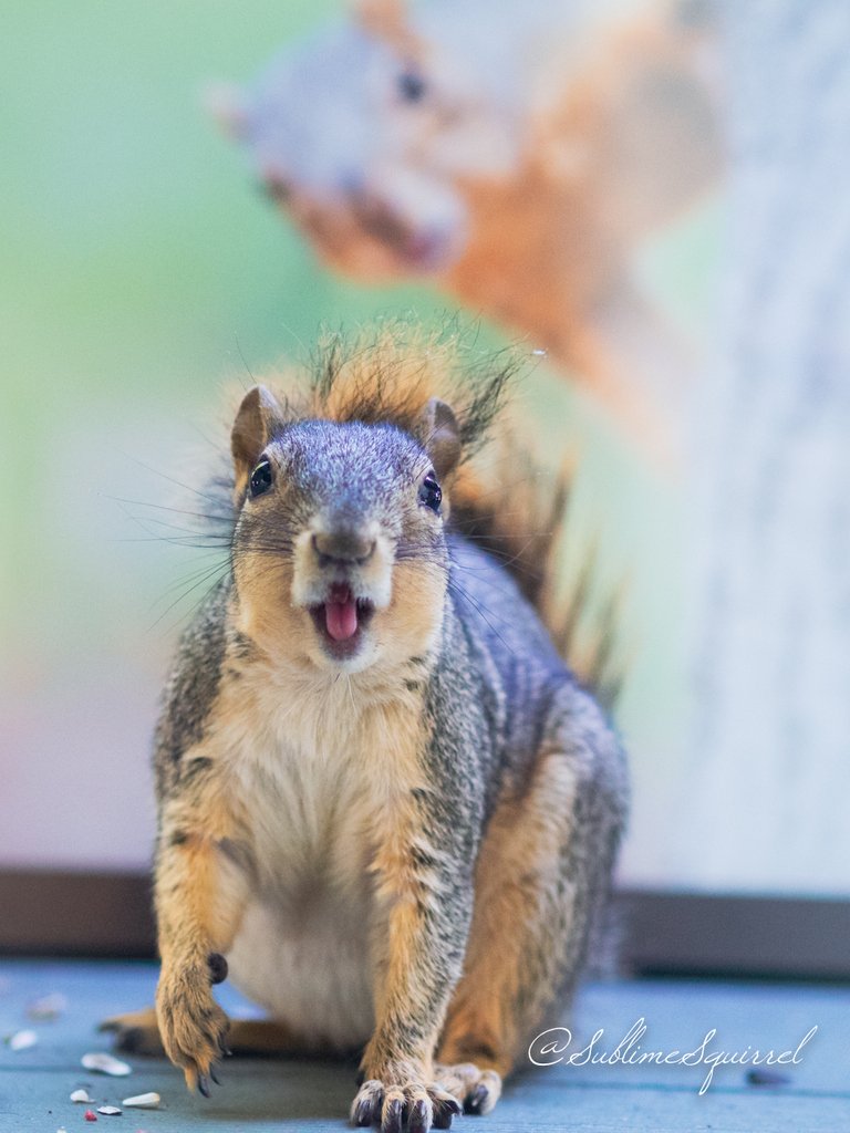 SublimeSquirrel's tweet photo. Happy #MASHD !! I'm super happy that now there is Make A Squirrel Happy Day😃💗🐿️ I'm excited to see lots of #happy #squirrels 💖

#squirrel #MakeASquirrelHappyDay #smile #cute #Summer #EveryFirstSaturday #Saturday #SquirrelCharmer #リス #にこにこ #笑顔 #福りすのおねえさん https://t.co/ukHGKtPdz6