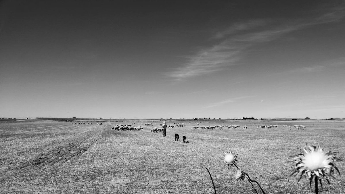 Aprovecha el #verano y disfruta de los ricos #quesodeoveja que encuentres en tú camino #ganaderos @lechedeoveja #sostenibilidad #bienestaranimal #medioambiente #rural @urcacyl @CoopsAgroES @mapagob @jcyl