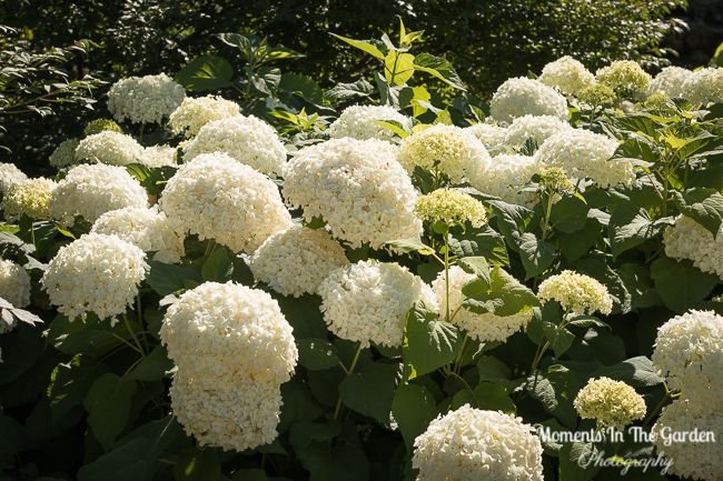 MomentsintheG's tweet photo. Happy BC Long Weekend.  On my recent trip to the coast lovely to see all the hydrangeas in bloom.  #hydrangeas #blueflowers #pinkflowers #whiteflowers #featureshrub #bclongweekend #momentsinthegardenphotography https://t.co/EkkSoUHxmc