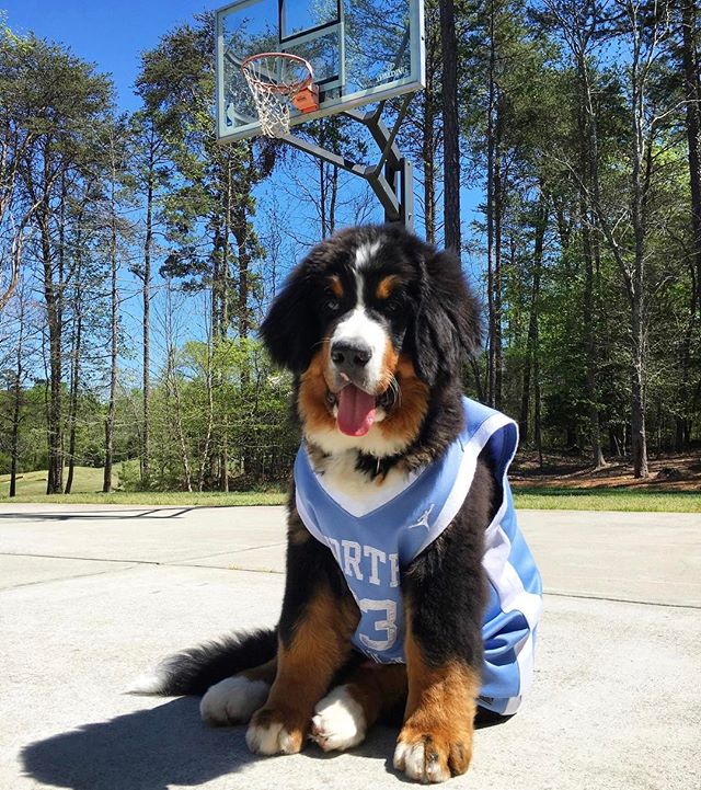 ✔️ The sun is finally out ☀️
✔️Roy Williams Court at the Dean E. Smith Center is happening 🏀

What could be finer? #BarkTheSound 

📸: beau.the.berner on IG