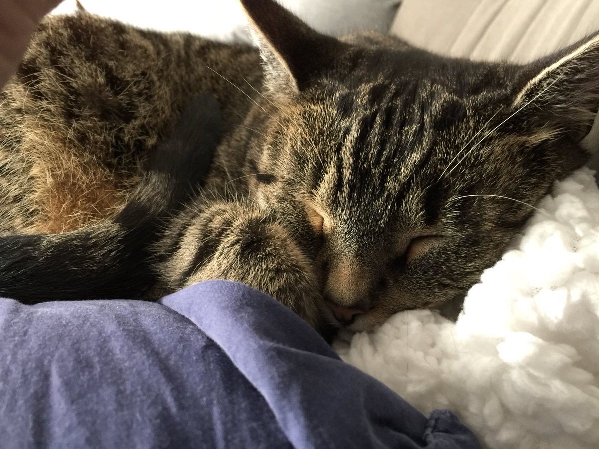 HazelandRemy's tweet photo. On this #SaturdayMorning and most #Caturdays, #HowIThankSomeone is with a cuddle and big purrrrrrrrr. - luv, Remy of #HazelandRemy. #catslife #cats #CatsOfTwitter https://t.co/QfeHIzXxGJ