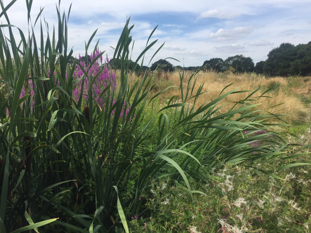 Vibrant colours and flourishing fauna at <a href="/FirsFarm/">Firsfarmwetlands</a> made for an adventurous and educational rummage with the kids. Nice job <a href="/Thames21/">Thames21</a>