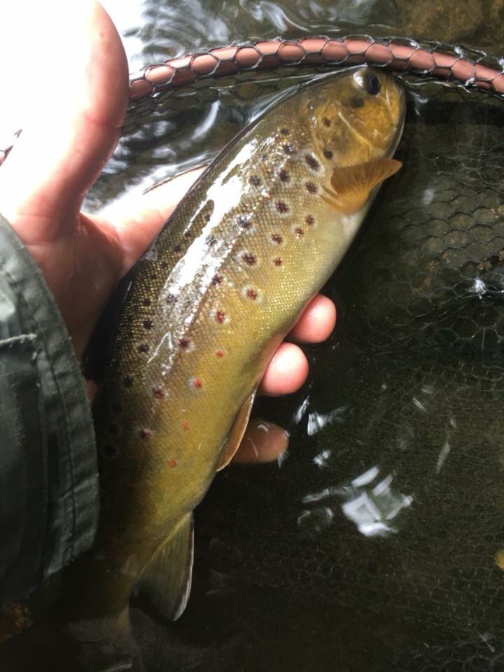 Marryat Rods tweet media