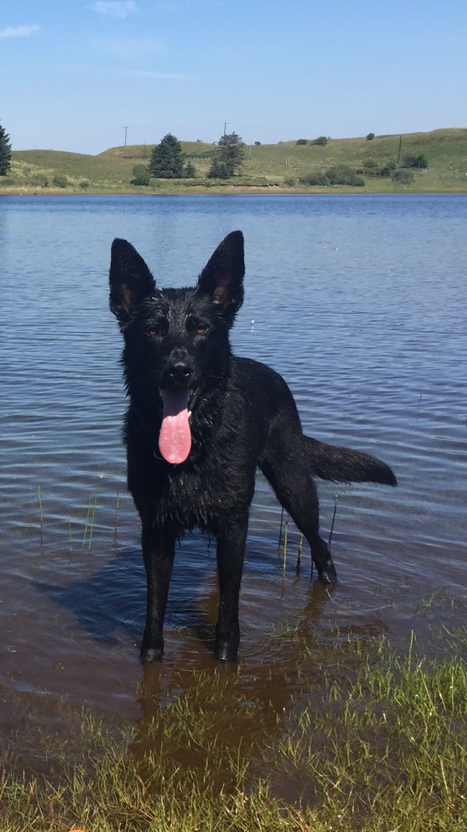 PSOSDogs tweet picture