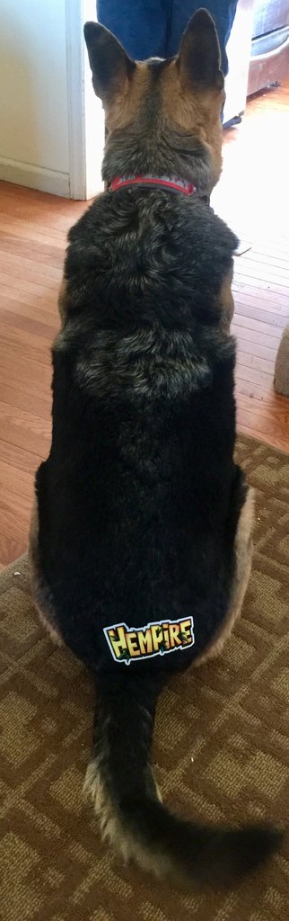 Hempiregame's tweet photo. It's Sticker Saturday! ✌😁
We've got some adorable staff and community pets to share! ❤️️
The last picture is comedy gold! 😏

#hempiregame #hempire #vansticky #stonedaf #petsofig https://t.co/JOF5LYQj0N