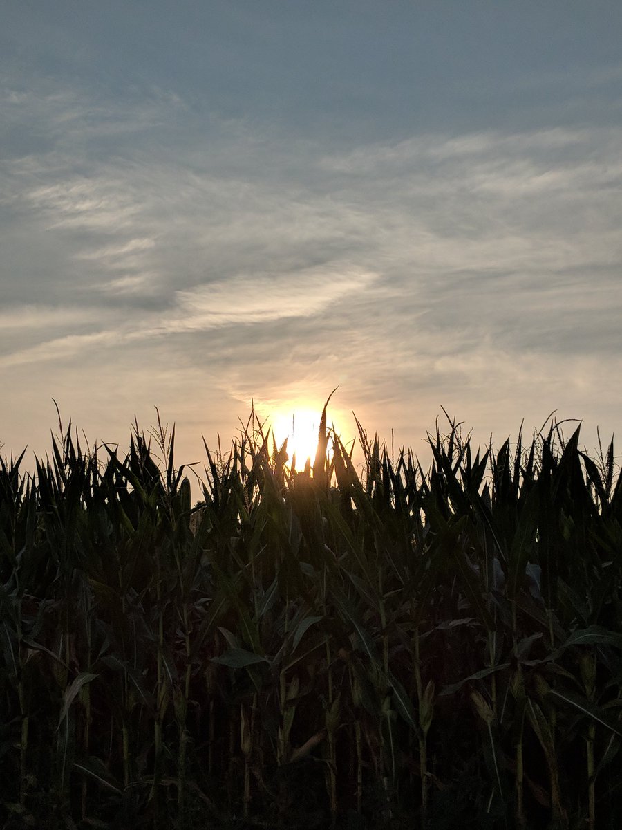 nataliergibson's tweet image. The corn seems to be waving at me this morning. #farmlife #mocorn