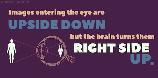 neuromodulate's tweet image. #EyeAndTheBrain #bioniceye #artificialvision #bioelectronics #future photovoltaic wireless subretinal #prima #pixiumvision #AMD #frenchtech #imagine life changing #innovation #possibile