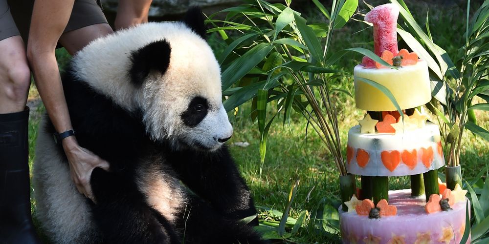 Sud Ouest A Twitter Videos A Beauval Le Bebe Panda Fete Son Premier Anniversaire T Co Z30rwlphte
