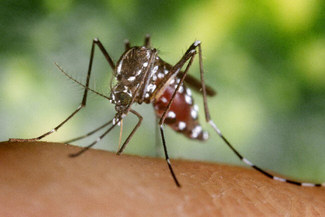 ComptonCreekMAD's tweet photo. Did you know there are over 100 trillion #Mosquitoes on the planet? They outnumber humans 13,500 to 1! https://t.co/ZQjUpWpJII