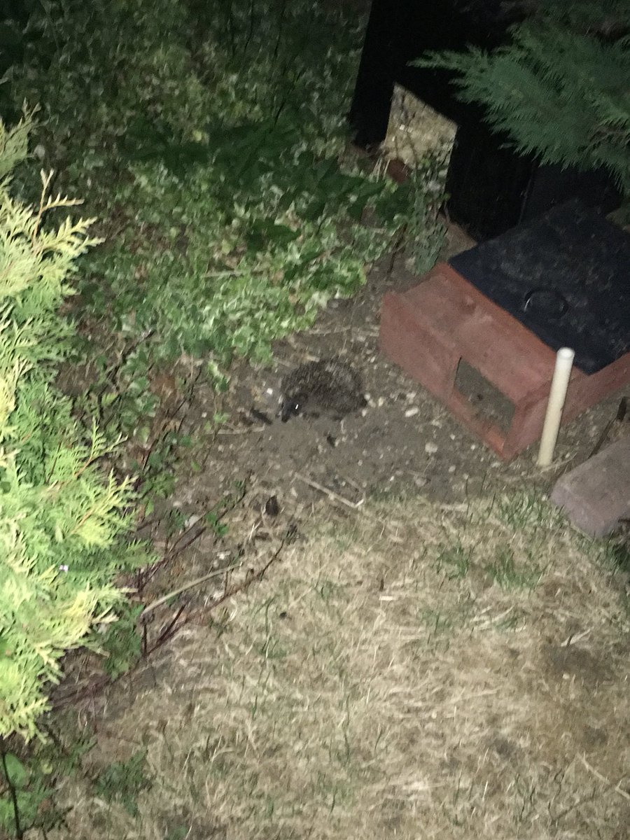 OveractiveKate's tweet image. First baby hedgehog of the year! 

#hedgehog #hedgehogsoftwitter #hoglet #wildlife #garden #summer