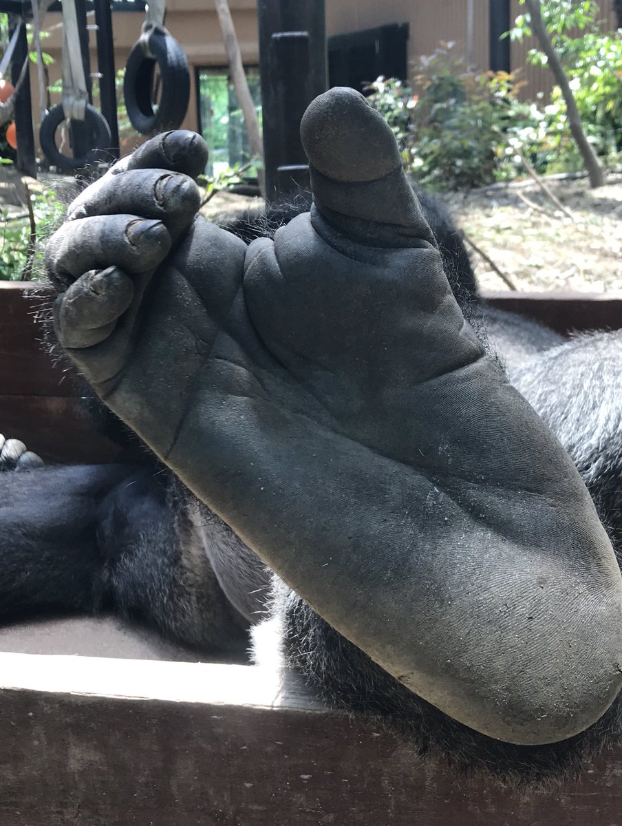 もっち Gorilla Iro No すごいアップ こうやってみると同じ類人猿なんだなぁって改めて思います ありがとうございます Twitter